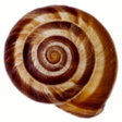 Logo nevertebrate.ro